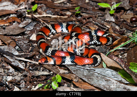 Scarlet Snake (Cemophora coccinea) Stock Photo