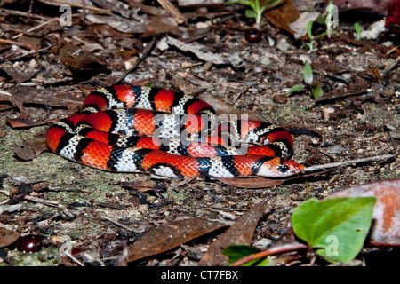 Scarlet Snake (Cemophora coccinea) Stock Photo