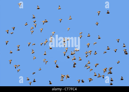 Flock of spotted sandgrouse (Pterocles burchelli) in flight, Kgalagadi Transfrontier Park, South Africa Stock Photo
