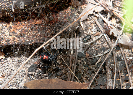 Black Widow Spider (Latrodectus mactans) Stock Photo