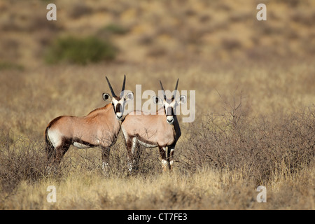Two young Gemsbok antelopes (Oryx gazella), Kgalagadi Transfrontier Park, South Africa Stock Photo