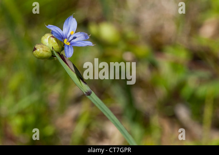 Blue-eyed Grass with pollen on the petals in a field in Maine in the spring. Stock Photo