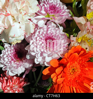 Selection of cut flowers, Costa del Sol, Malaga Province, Andalucia, Spain, Western Europe. Stock Photo