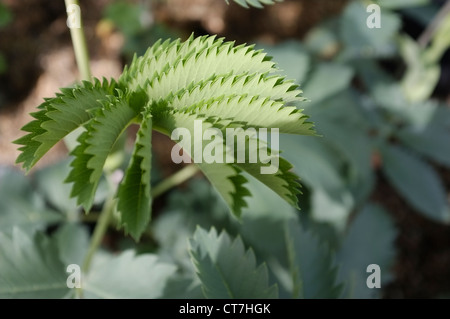 Melianthus major (Giant Honey Flower or Kruidjie-roer-my-nie) is an evergreen suckering shrub - Leaf detail Stock Photo