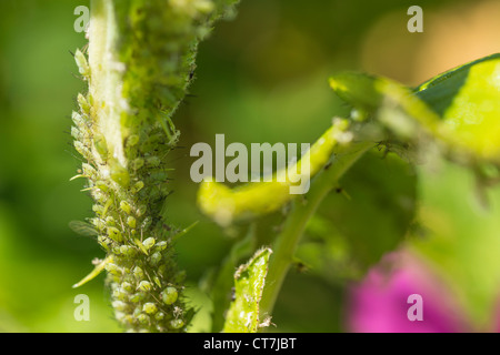 Aphids on the leaf and stem of a plant Stock Photo