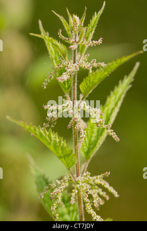 Stinging nettle, Urtica dioica, Cornwall, UK Stock Photo