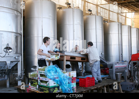 Workers in the Cremisan Winery operated and managed by the Salesian Don Bosco Congregation. Beit Jala near Bethlehem, Palestine Stock Photo
