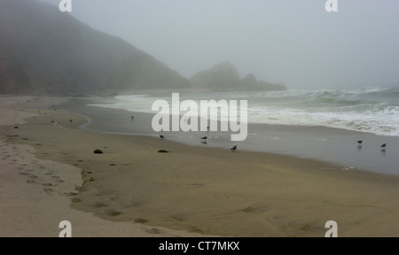 Sea birds on McClure's Beach at the Point Reyes National Seashore in California Stock Photo