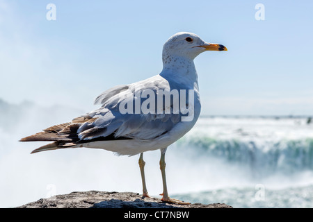 Seagull in front of the Horseshoe Falls on the Canadian side, Niagara Falls , Ontario, Canada Stock Photo