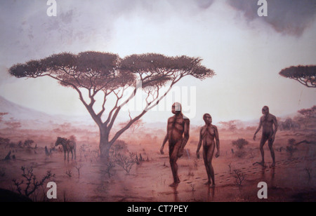 These Olduvai stone chopping tools on display in the Olduvai Gorge Museum  are one of the oldest humanly made objects. The Olduvai Gorge is one of the  Stock Photo - Alamy