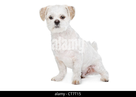 Mixed breed dog.Maltese, Shih Tzu Stock Photo