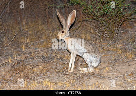 Antelope Jackrabbit Lepus alleni Tucson, Pimal County, Arizona, United States 21 June Adult Leporidae Stock Photo