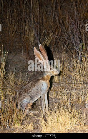 Antelope Jackrabbit Lepus alleni Tucson, Pimal County, Arizona, United States 21 June Adult Leporidae Stock Photo