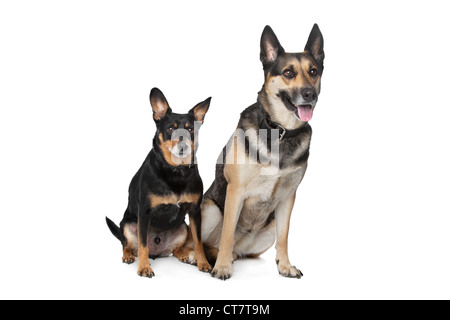 Two mixed breed dogs in front of a white background Stock Photo