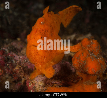 Painted frogfish (Antennarius pictus) poses on the Makawide 2 divesite in the Lembeh Straits, Indonesia Stock Photo