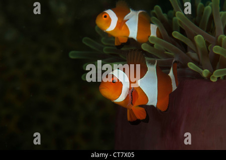 Pair of clown anemonefish (Amphiprion percula) - 'Nemos' on the Makawide 2 dive site, Lembeh Straits, Indonesia Stock Photo