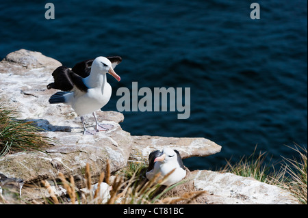 Black-browed Albatross or Black-browed Mollymawk (Diomedea melanophris), New Island, Falkland Island Stock Photo