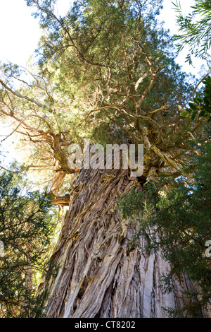 El Abuelo or The Grandfather Alerce tree from the El Alerzal Milenario trail Stock Photo