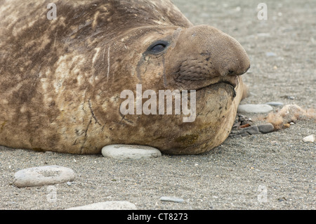 Male Southern Elephant Seal (Mirounga leonina), St. Andrews Bay, South Georgia Island Stock Photo