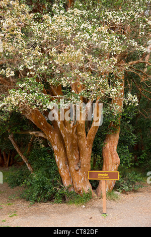 Arrayan tree in Parque Nacional Los Arrayanes Stock Photo