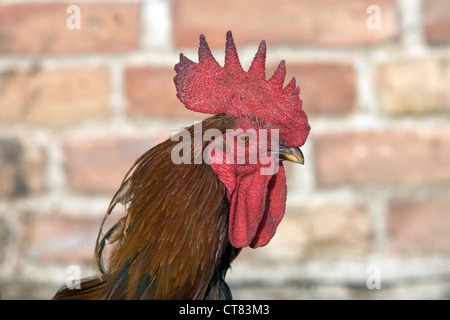 Portrait of a rooster Stock Photo