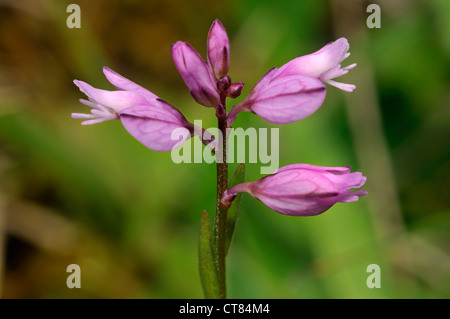 Common Milkwort - Polygala vulgaris, Pink form Stock Photo