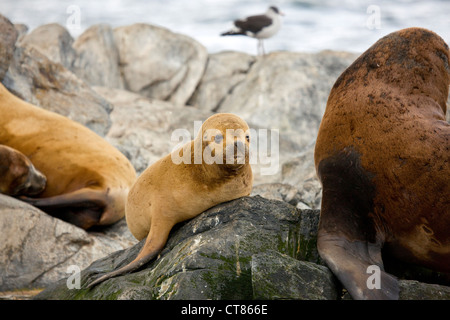 South American sea lions on Isla de los Lobos in the Beagle Channel Stock Photo