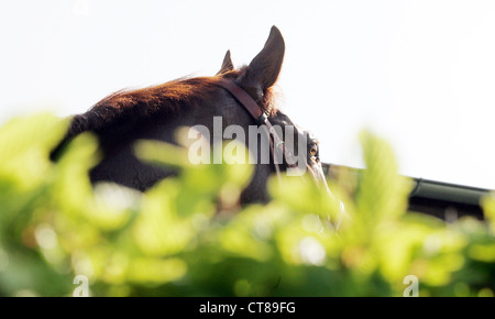 Head of a horse Stock Photo
