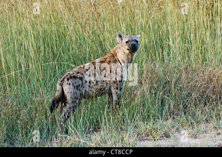 Spotted Hyaena ( Crocuta crocuta ) , Kruger National Park, South Africa Stock Photo