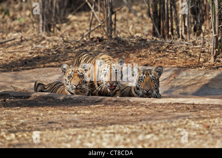 Wagdoh Tigress Cubs cooling off at Tadoba Forest, India. [Panthera Tigris] Stock Photo