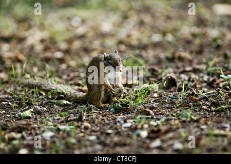 Smith's Bush Squirrel ( Paraxerus cepapi ) feeding on a nut, Kruger National Park, South Africa Stock Photo