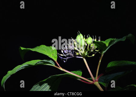 dogwood flowering in spring Stock Photo