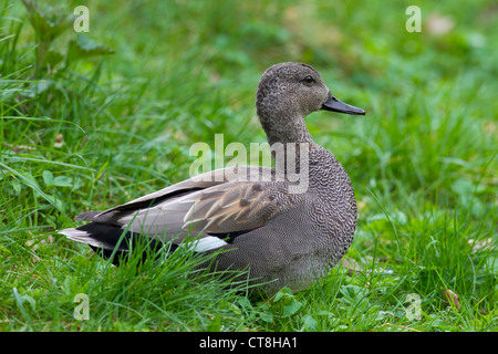 Gadwall (Anas strepera / Mareca strepera) male resting on land, Germany Stock Photo