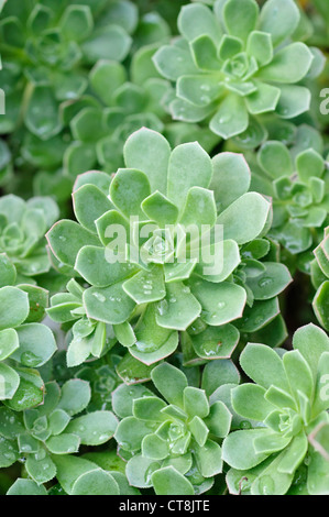 Aeonium (Aeonium castello-paivae) Stock Photo