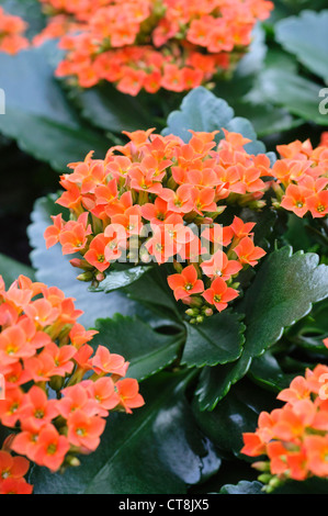 Flaming Katy (Kalanchoe Blossfeldiana Stock Photo - Alamy