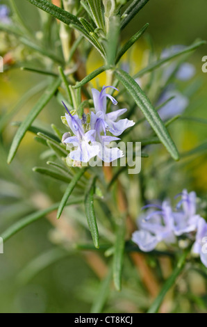 Rosemary (Rosmarinus officinalis) Stock Photo