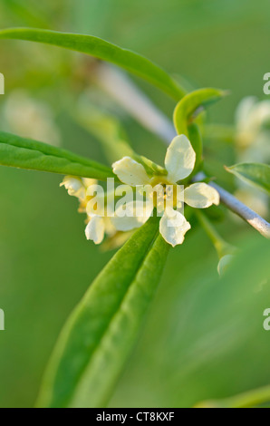 Cherry prinsepia (Prinsepia sinensis) Stock Photo