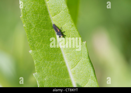 7-spot Ladybird Larvae on a leaf closeup Stock Photo