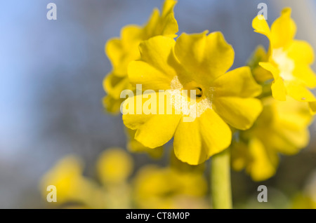 Auricula (Primula auricula) Stock Photo