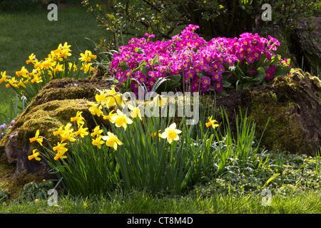 dafodils and pink primroses growing around mossy tree stump ingarden Stock Photo