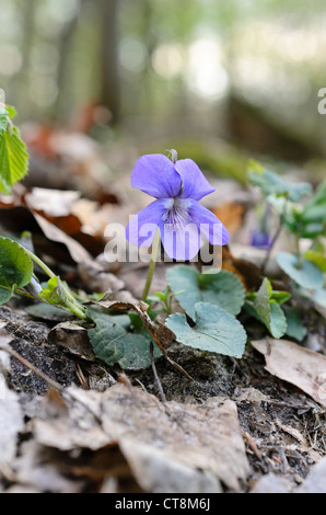 Early dog violet (Viola reichenbachiana) Stock Photo