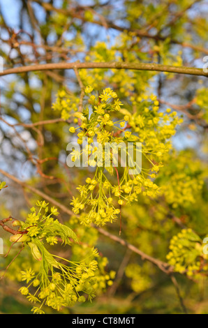 Norway maple (Acer platanoides) Stock Photo