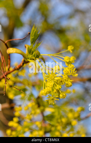 Norway maple (Acer platanoides) Stock Photo