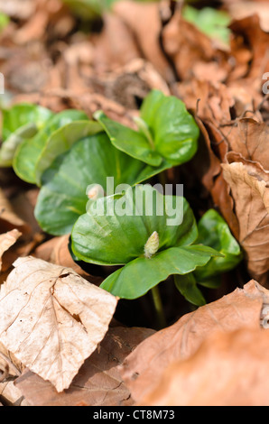 Common beech (Fagus sylvatica) Stock Photo