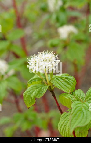 Tartarian dogwood (Cornus alba) Stock Photo