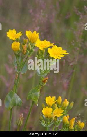Yellow-Wort (Blackstonia perfoliata) found in the UK Stock Photo