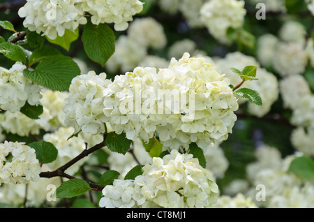 Japanese snowball (Viburnum plicatum 'Rotundifolium') Stock Photo