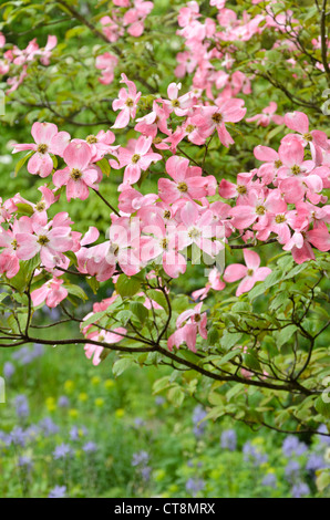 Eastern flowering dogwood (Cornus florida 'Rubra') Stock Photo