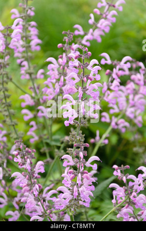 Meadow clary (Salvia pratensis 'Pink Delight') Stock Photo