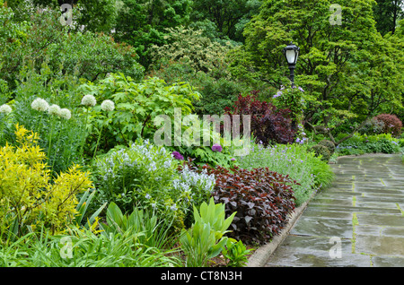 Ornamental onion (Allium) and eastern blue star (Amsonia tabernaemontana) Stock Photo